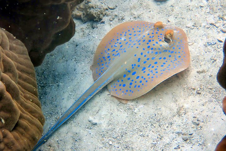 Night dive from the beach ( Start at Ko Kut) image