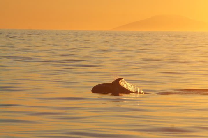 Magical Whales in the Midnight Sun | from Reykjavik image