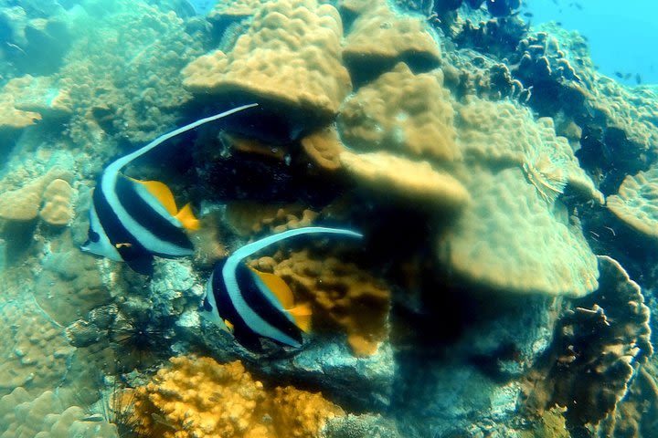 Bubblemaker, diving for youngsters, 8 and 9 years old ( Start at Koh Mak) image