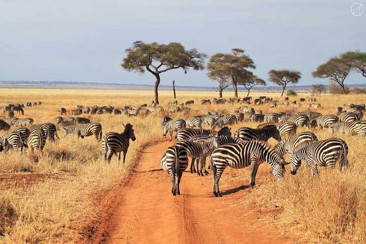 7-Day Tanzania Unforgettable Safari Camping Adventure Tour image