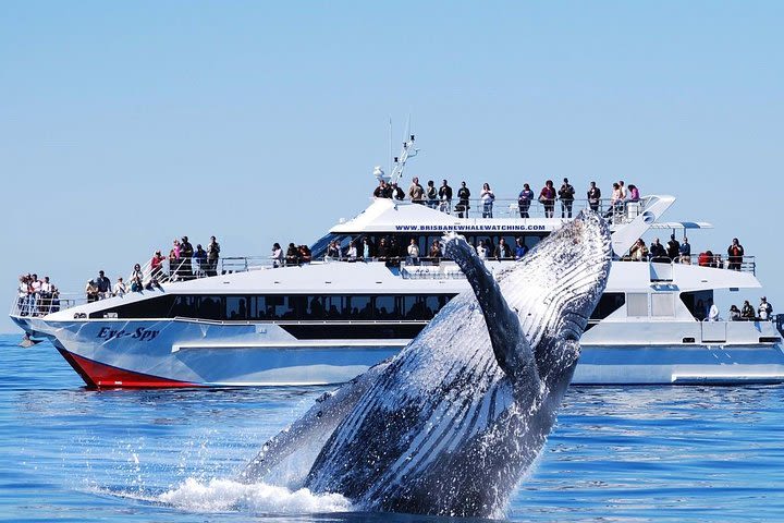 Whale Watching From Colombo image