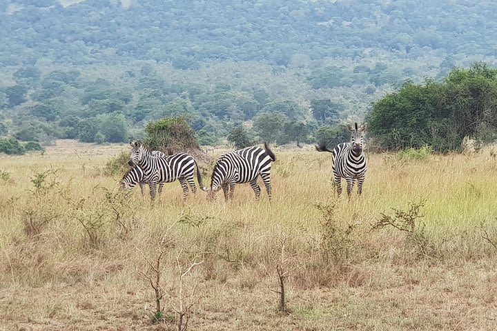 One-day Akagera National Park Game Drive with a Choice 4x4 image