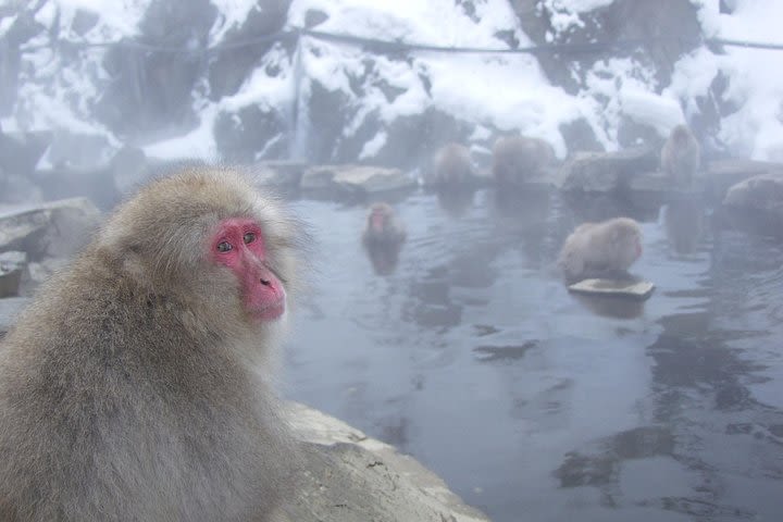 See Snow Monkeys on a Private Day Trip from Tokyo by Bullet Train image