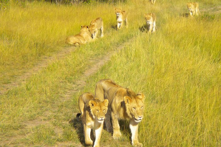 3 Days Private Trip To Tarangire , Manyara And Ngorongoro image