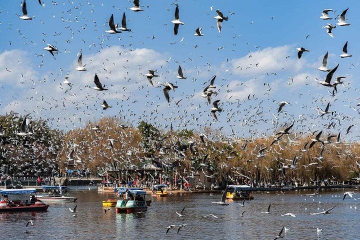 1-Day Kunming tour with the Green Lake,Bird & Flower market and Yuantong Temple image