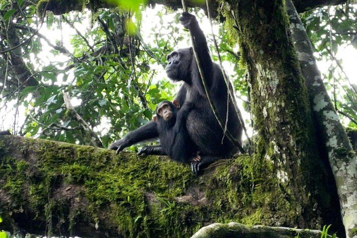 3 Days Kibale National Park Chimpanzee Tracking image