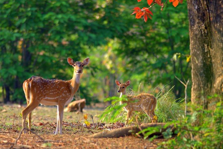 Jungle Safari at Jim corbett national park image