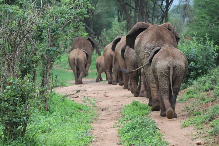 5 Days Big five safaris image