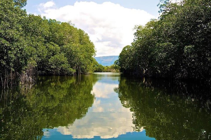 Black River Safari and YS Falls Tour from Negril image