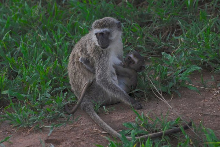 3 Days 2 Nights adventure in Ngorongoro and Lake Manyara (Comfort plus) image