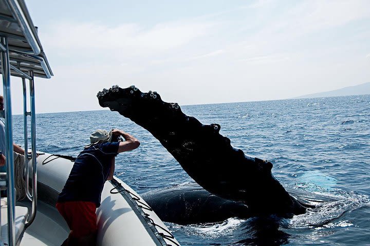 2 Hour Whale Watch image