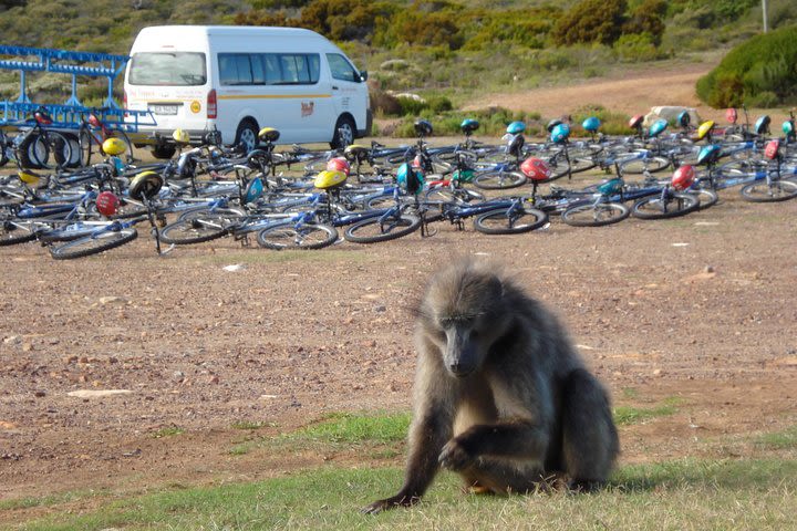 Full Day PRIVATE Cape Point and Peninsula Tour  image