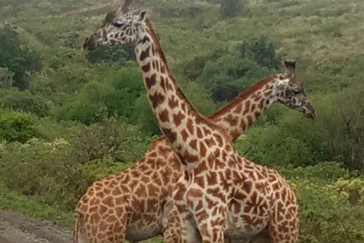 7 Safari Days, Serengeti, Ngorongoro, Arusha & Lake Manyara  image