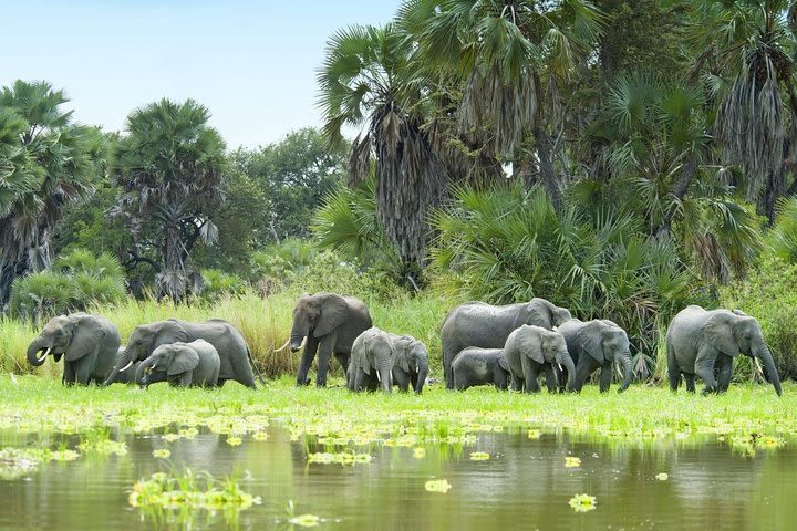 Crocodile Safari - 5 Days image