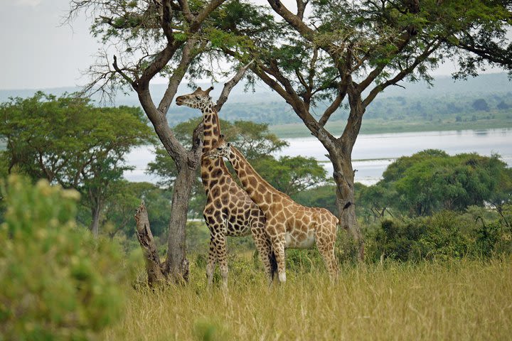 5 Day Nile River adventure and Murchison Falls park safari. (Immersive Tour) image