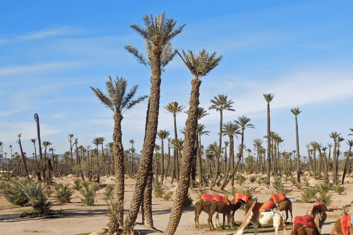 Marrakech Camel Ride in Palm Grove. image