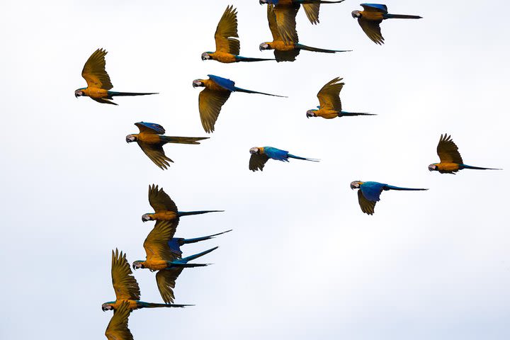 Macaw Claylick (chuncho most visited) full day image