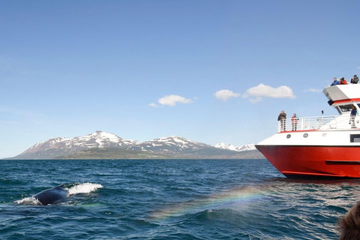 Downtown Akureyri Whale Watching Tour image