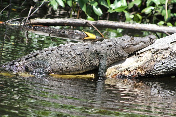 Black River Safari and YS Falls Tour from Montego Bay image