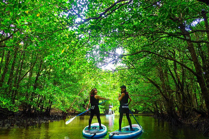 [Iriomote] SUP / Canoe tour at Mangrove Forest + Sightseeing in Yubujima island image