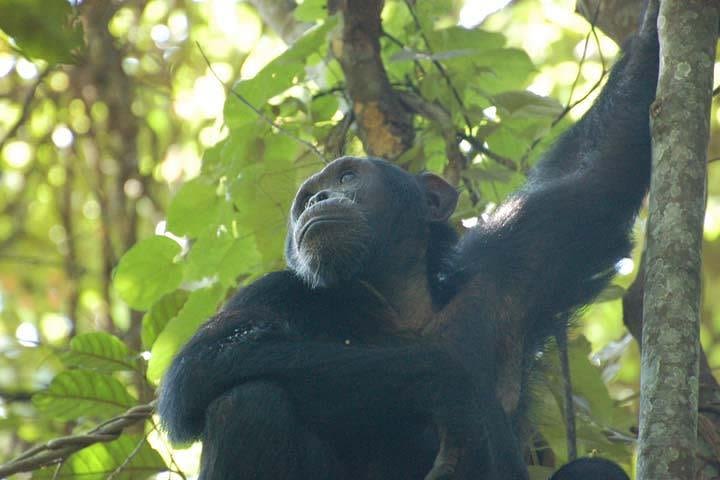 8 Days Murchison Falls, Chimpanzee & Gorilla Safari ( minimum 2 persons ) image