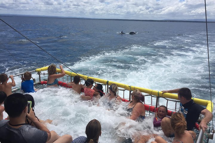 Jervis Bay Boom Netting and Dolphins Tour image