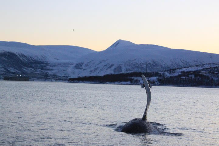 From Tromso all-inclusive Whale and Seabird Safari by Boat to Skervøy image