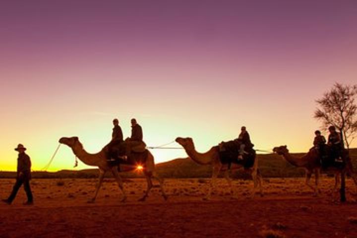 Alice Springs Camel Tour image