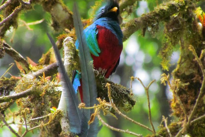 Quetzales scarlet macaws and birds watching tour in San Gerardo de dota San Jose image