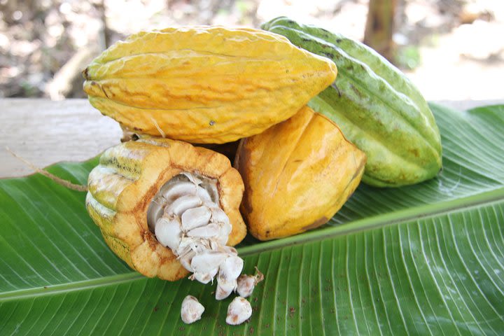 Costa Rica Descents Organic Farm image