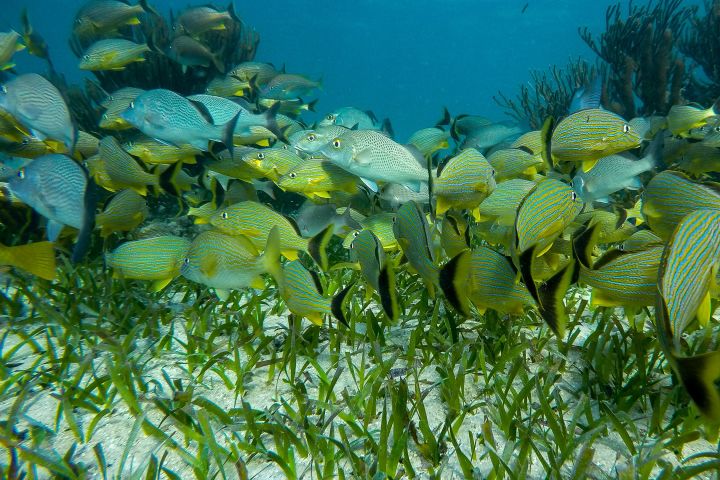 Private Puerto Morelos Reef Snorkeling image