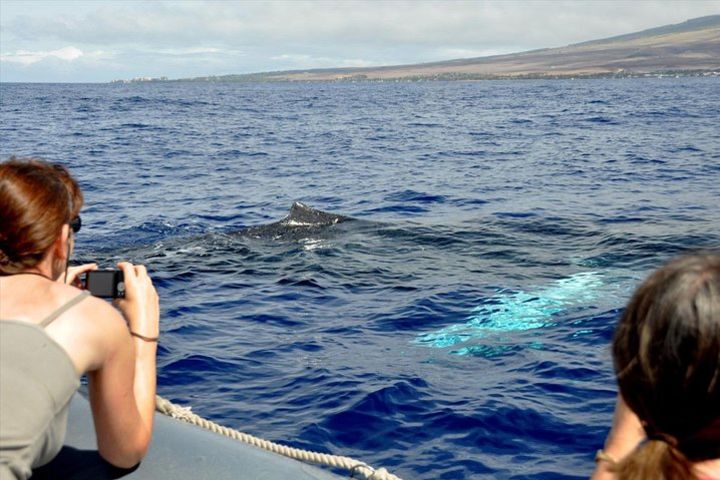 Up-Close Maui Whale Watch Tour from Lahaina image