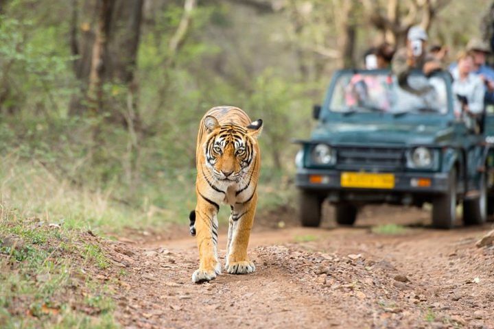 2-Day Safari Tour to Ranthambore Tiger Reserve from Jaipur image