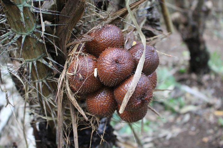 Salak Agro Countryside Cycling image