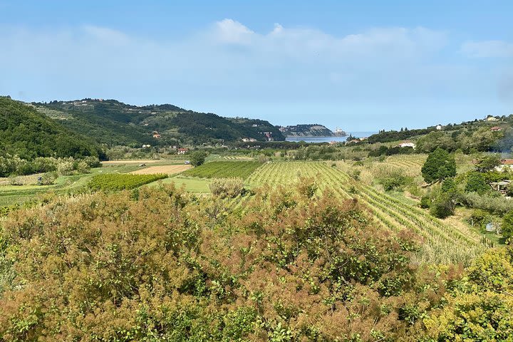 Panoramic Parenzana Biking Tour from Koper image