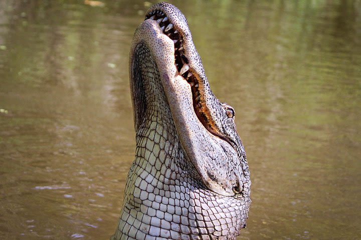 New Orleans Swamp Tour Boat Adventure With Pickup image