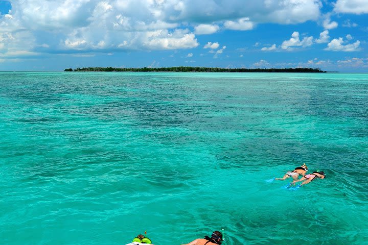 Key West Dolphin Watch and Snorkel Cruise image