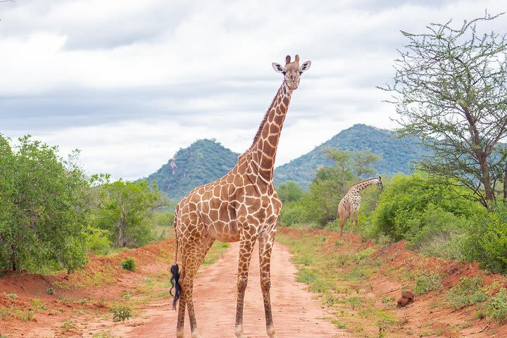 Tsavo East & West 3 Days 2 Nights Safari image