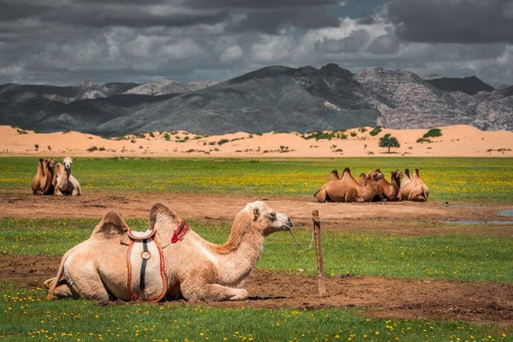 Mongolian Great Gobi Desert , Steppe & Safari tour 10 days image