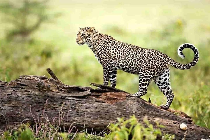 3 Day Priv. Tour from Colombo to Minneriya Safari & Kandy City image