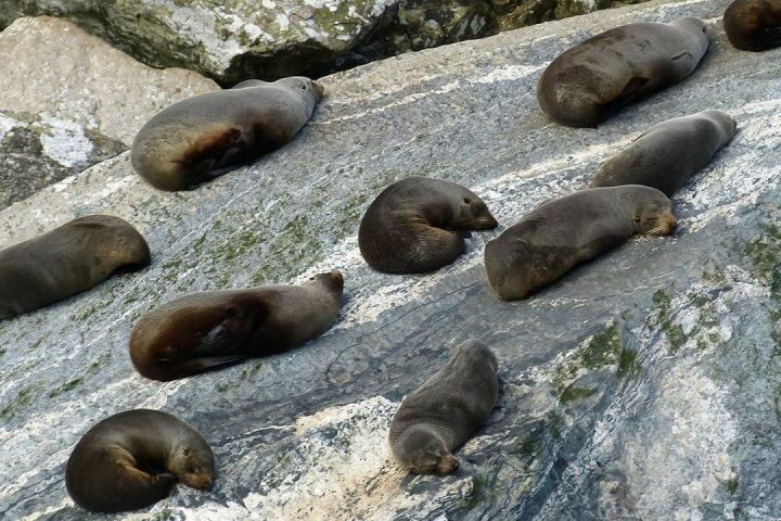 Milford Sound Discovery Cruise & Tour image