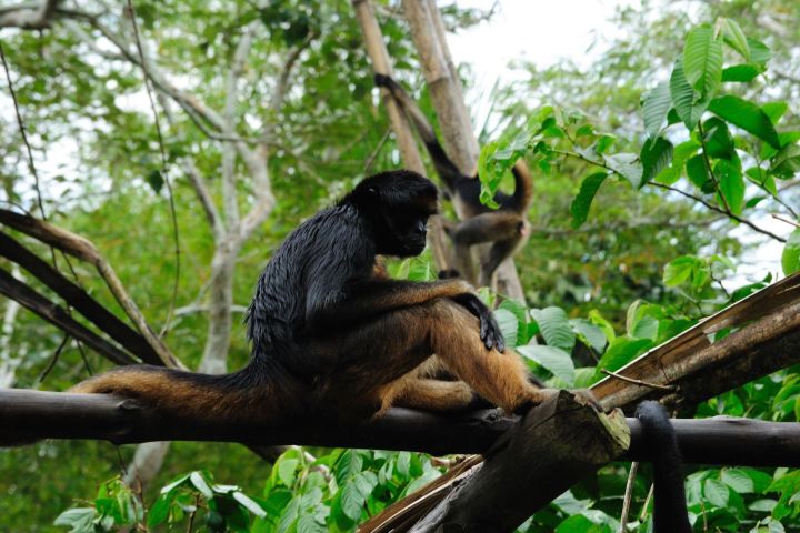 4-Day Iquitos Amazon Jungle Adventure image