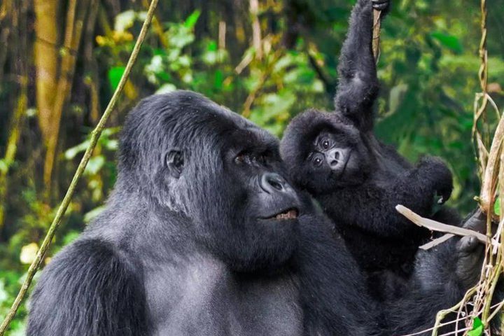 3 Days Gorilla Trekking & Relax at Lake Bunyonyi image