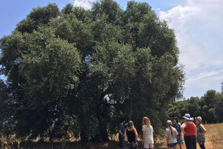 The Governor Olive Mill Private Tour with Tasting and Olive Oil Workshop image