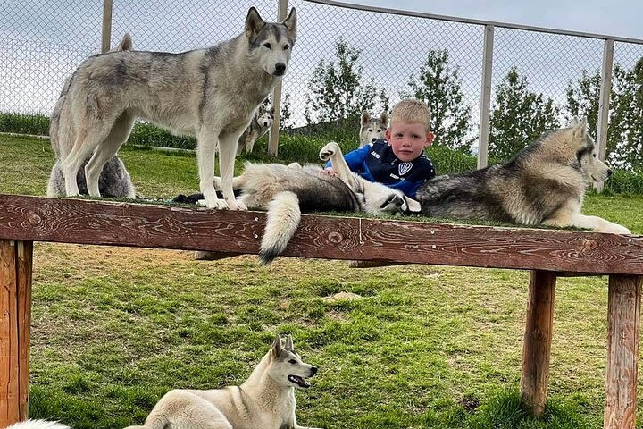 Husky Petting and Pictures in Akureyri (private) image