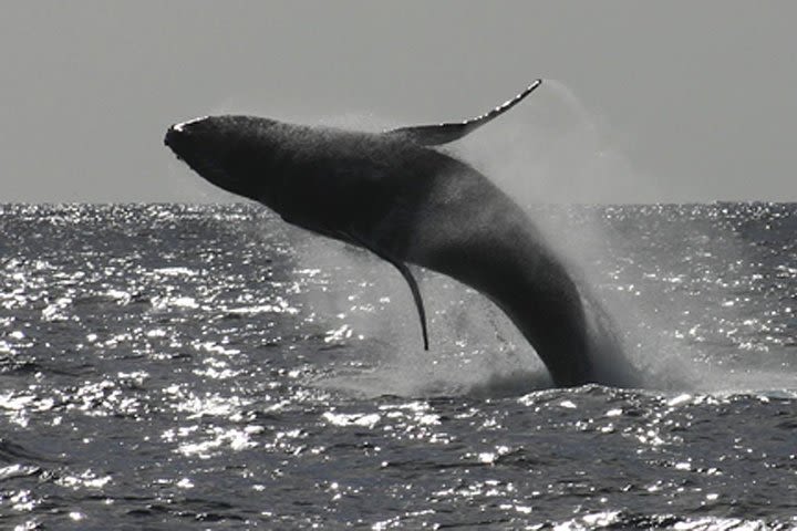 Sea Kayak Whale Watching image