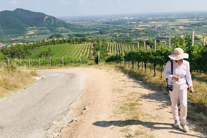 Euganean hills, Ham, Wine and Olive Oil production farm private day tour image