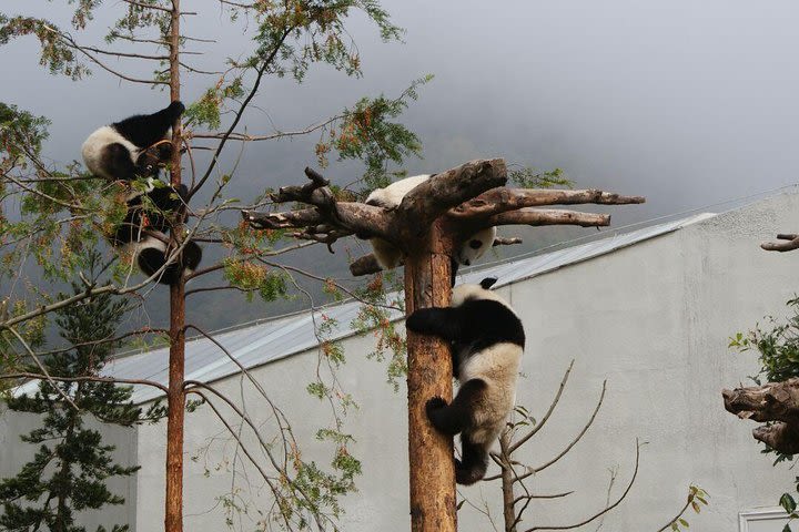 Wolong Panda Base Volunteering Program from Chengdu image