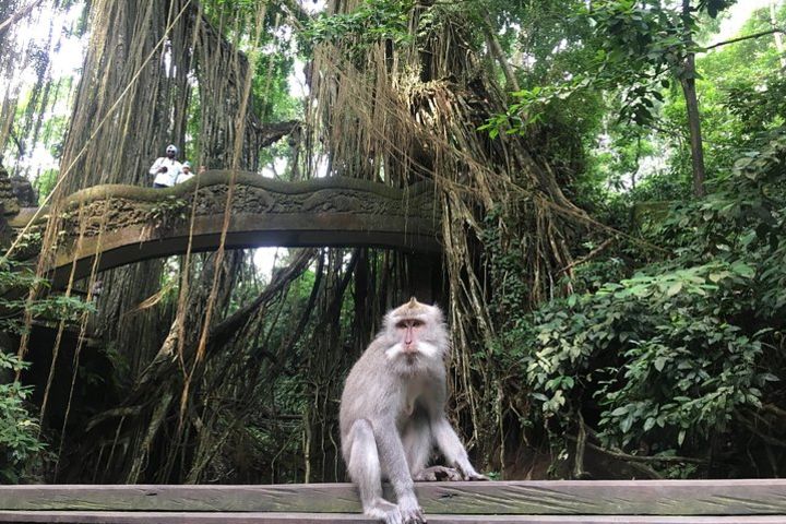 Full-Day : Monkey Forest - Rice Terrace - Waterfall - Temple - FREE Wi-Fi image