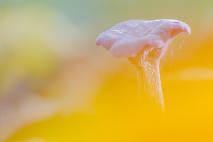 Macro Photography Workshop (mushrooms) in Fagersta image